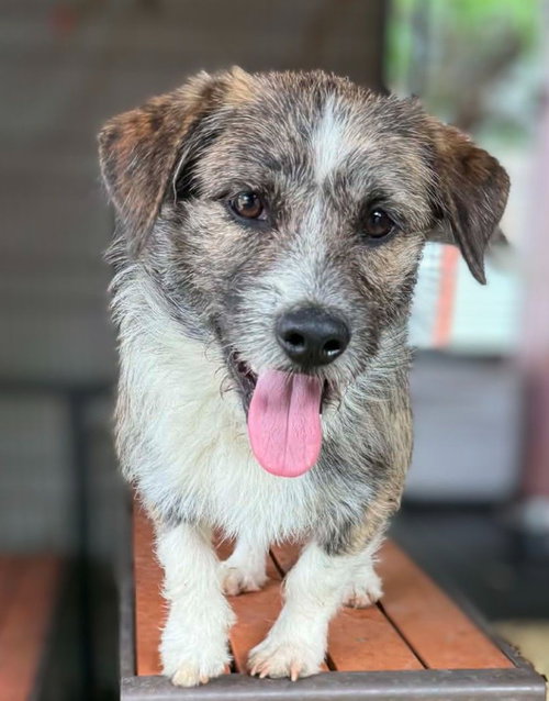 Redkin, an adoptable Border Terrier in San Diego, CA
