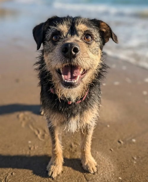 Shadow, an adoptable Border Terrier in San Diego, CA