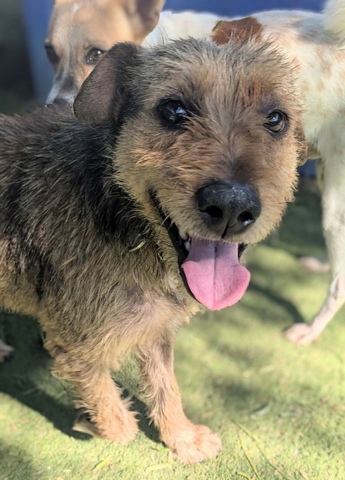 Balto, an adoptable Border Terrier in San Diego, CA