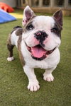 Boomer - Photo 1