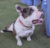 Boomer - Photo 2