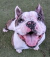 Boomer - Photo 3