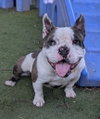 Boomer - Photo 4