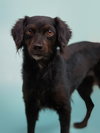 Kombangwa (Soi Dog) - Photo 1
