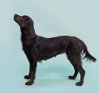 Kombangwa (Soi Dog) - Photo 2