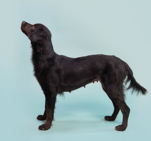 KOMBANGWA (SOI DOG) - Spaniel / Dachshund available for adoption