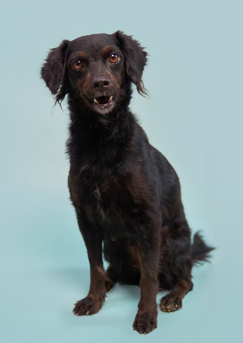 Kombangwa (Soi Dog) photo 3