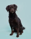 Kombangwa (Soi Dog) - Photo 4