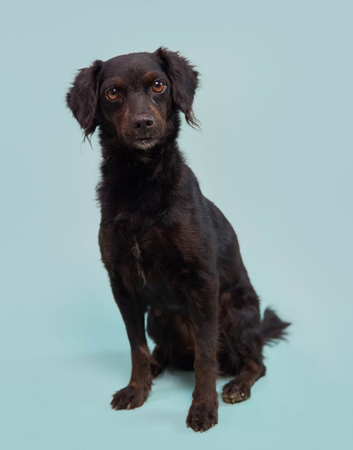Kombangwa (Soi Dog) photo 4