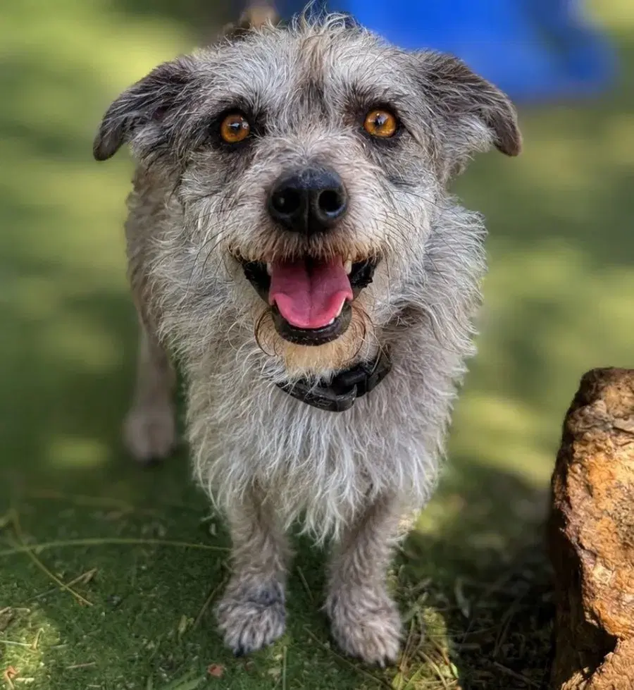 Matrix - Cairn Terrier