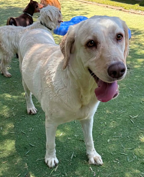 Sierra photo 2