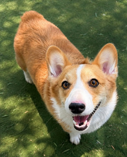 Pancake