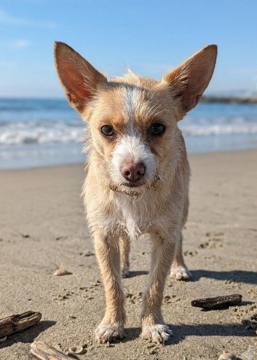 Lintel, an adoptable Wirehaired Fox Terrier in San Diego, CA