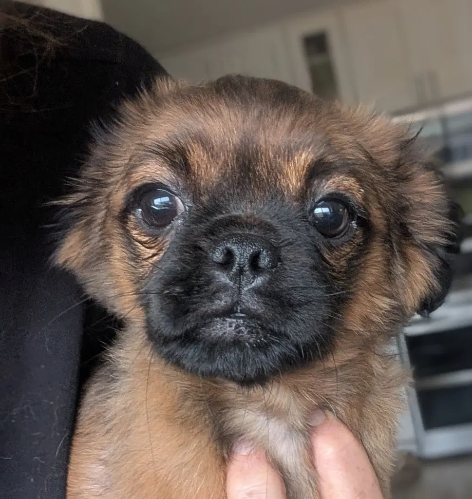 Ziggurat - Pug
