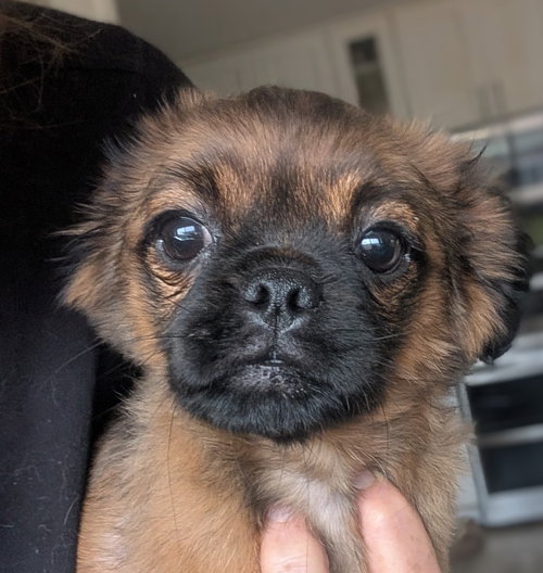 Ziggurat, an adoptable Pug in San Diego, CA