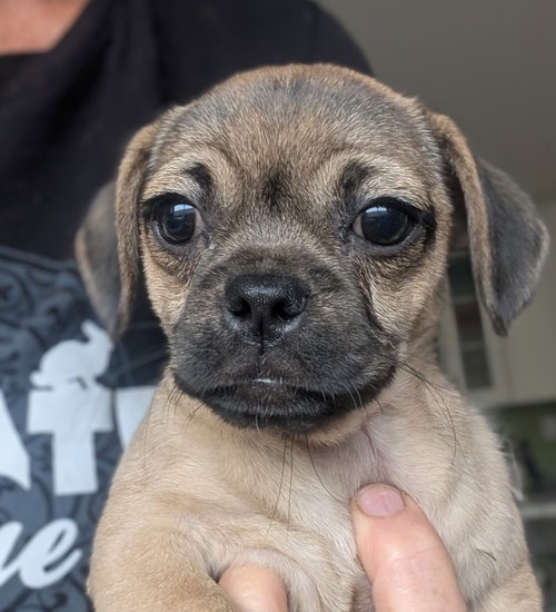 Cantilever, an adoptable Pug in San Diego, CA