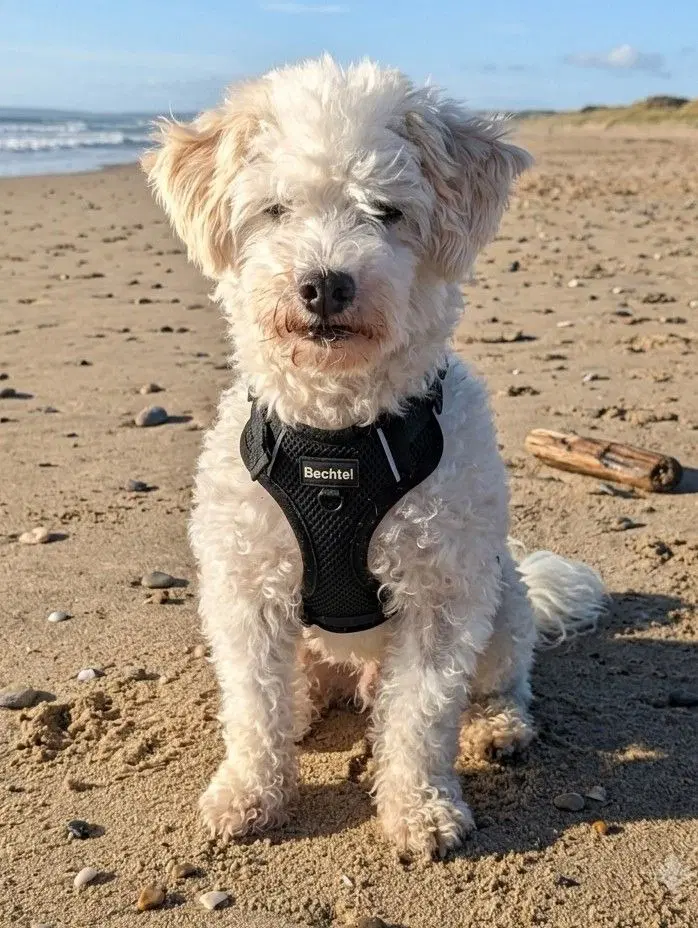 Pilaster - Poodle (unknown type)