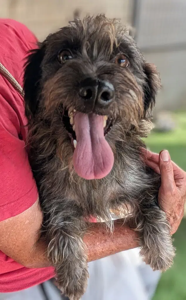 Dormer - Schnauzer