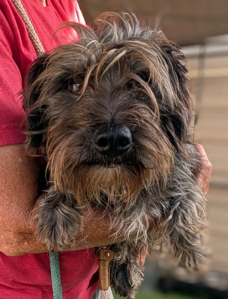 Jamb - Schnauzer