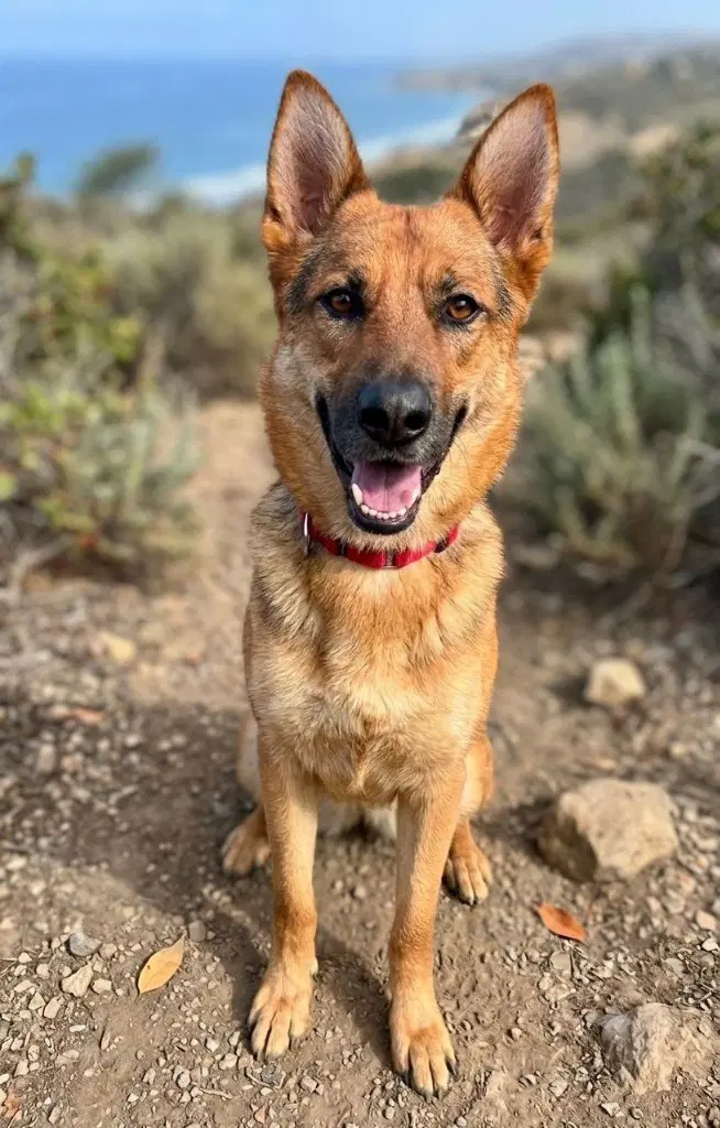 Sheba - German Shepherd Dog