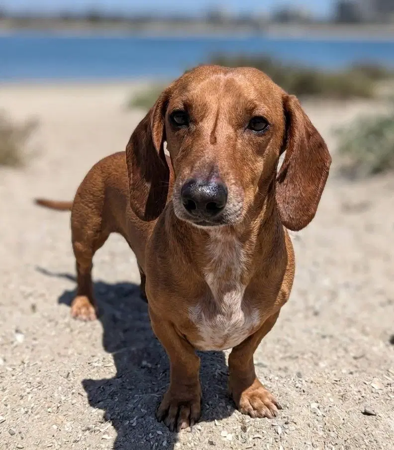 Herbert - Dachshund