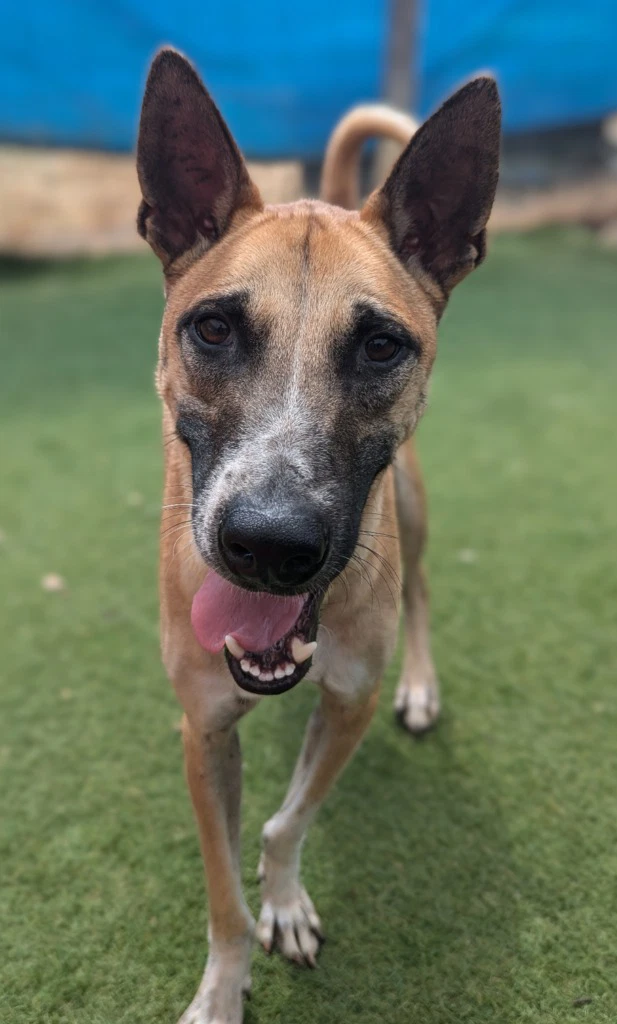 Vander Soi Dog