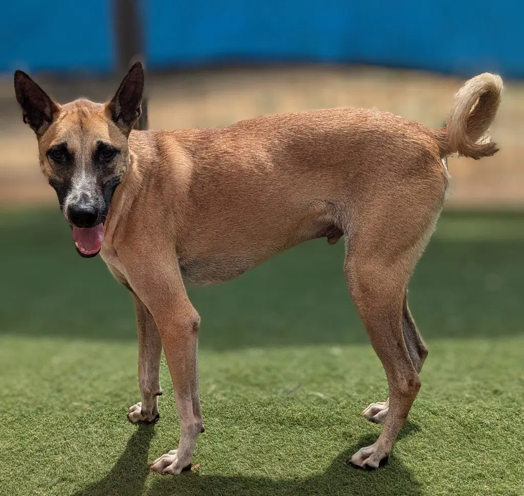 Vander Soi Dog image 2