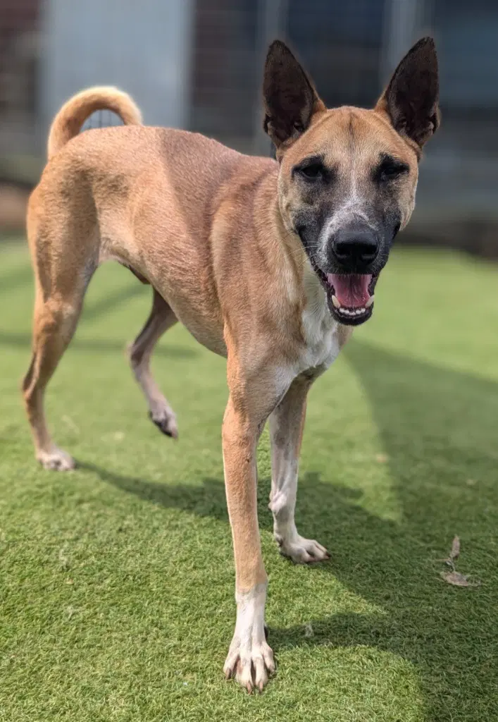 Vander Soi Dog image 3