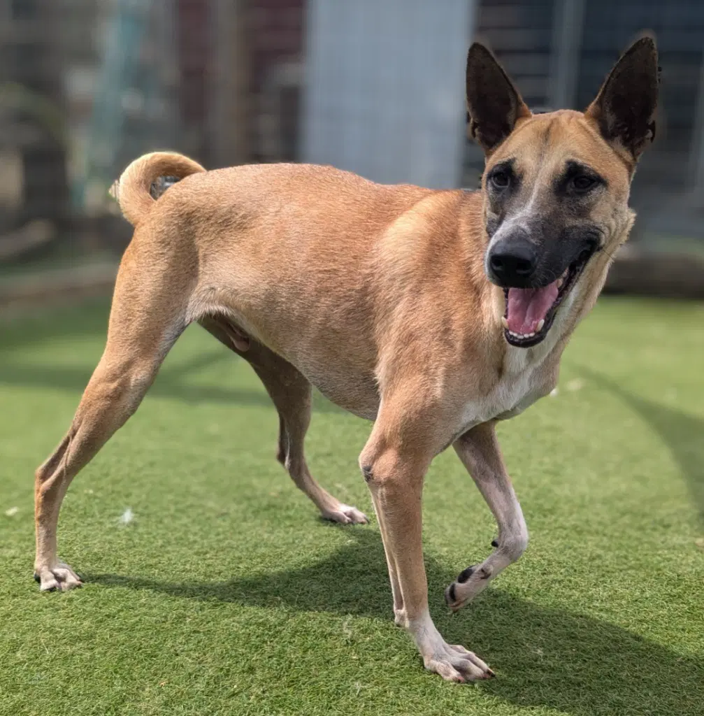 Vander Soi Dog image 4