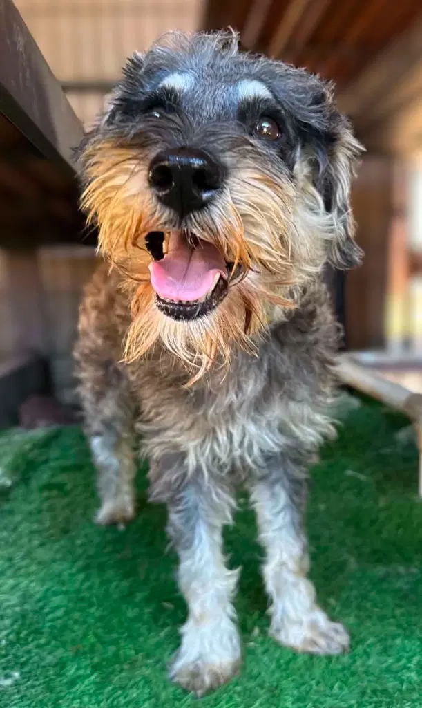 Citizen - Schnauzer