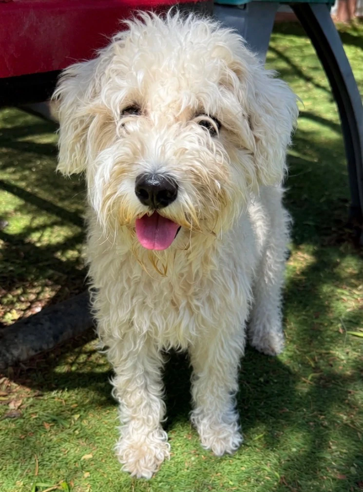 Brinkley