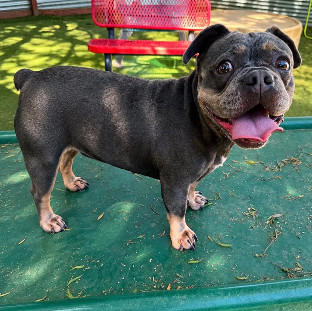 Brockley - Pittie