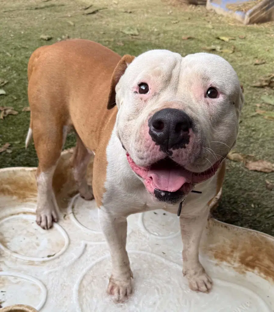 Oakley - American Staffordshire Terrier