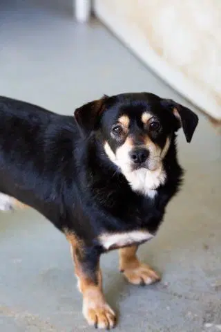 Beile Leo - Beagle
