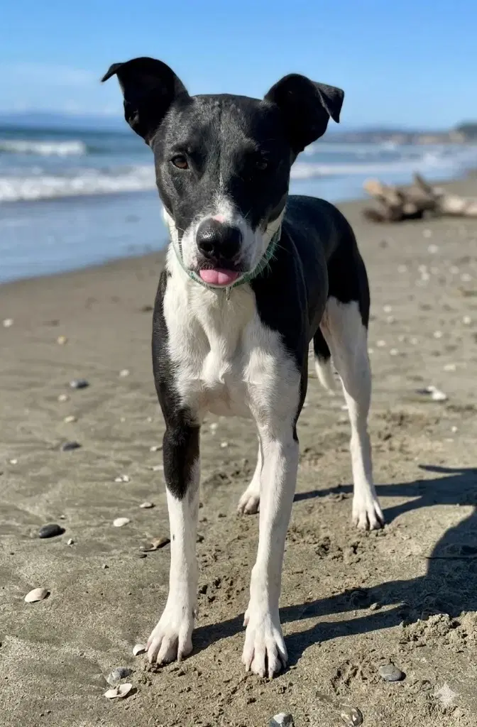 Manta - Border Collie