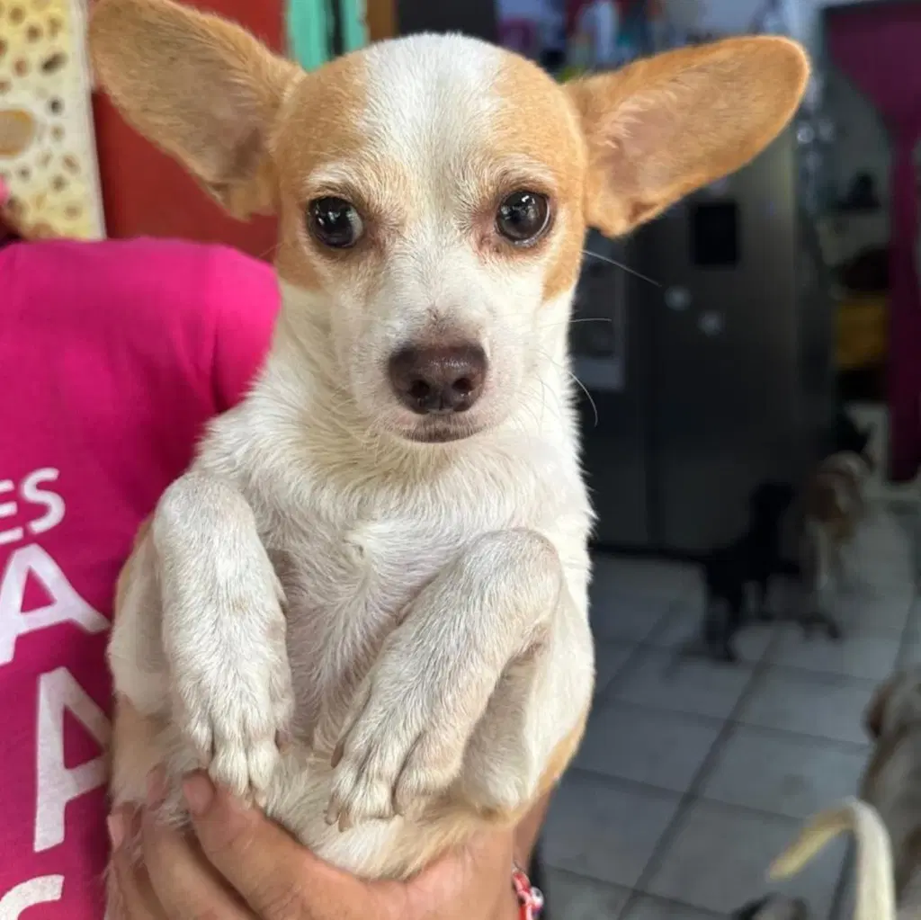 Bruno - Chihuahua