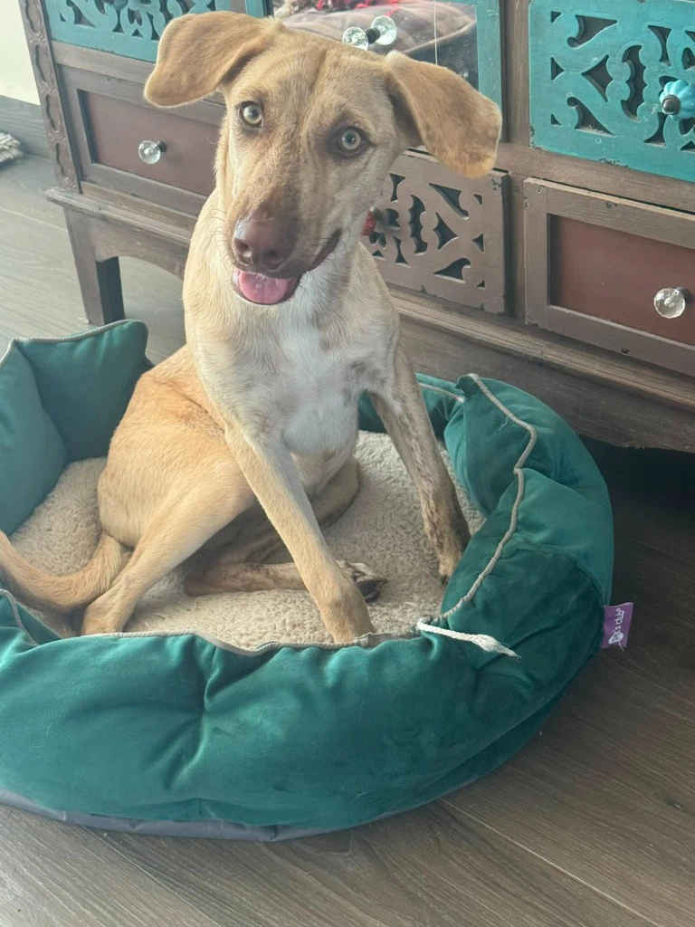 Daisy