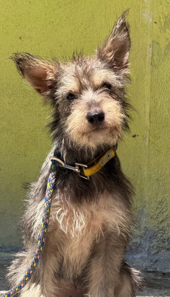 Frida