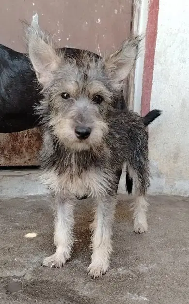 Frida - Australian Terrier