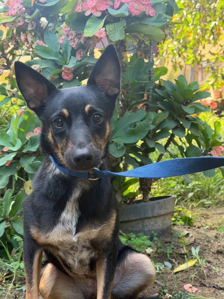 Chispita - Beauceron