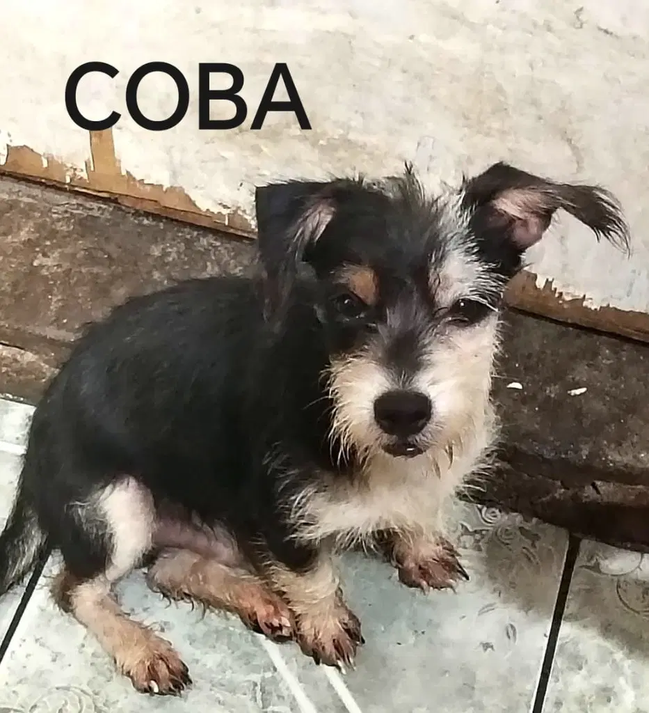 Coba image 3