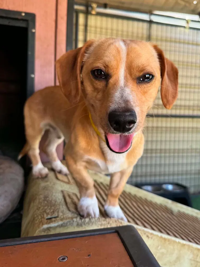 Rolex - Dachshund