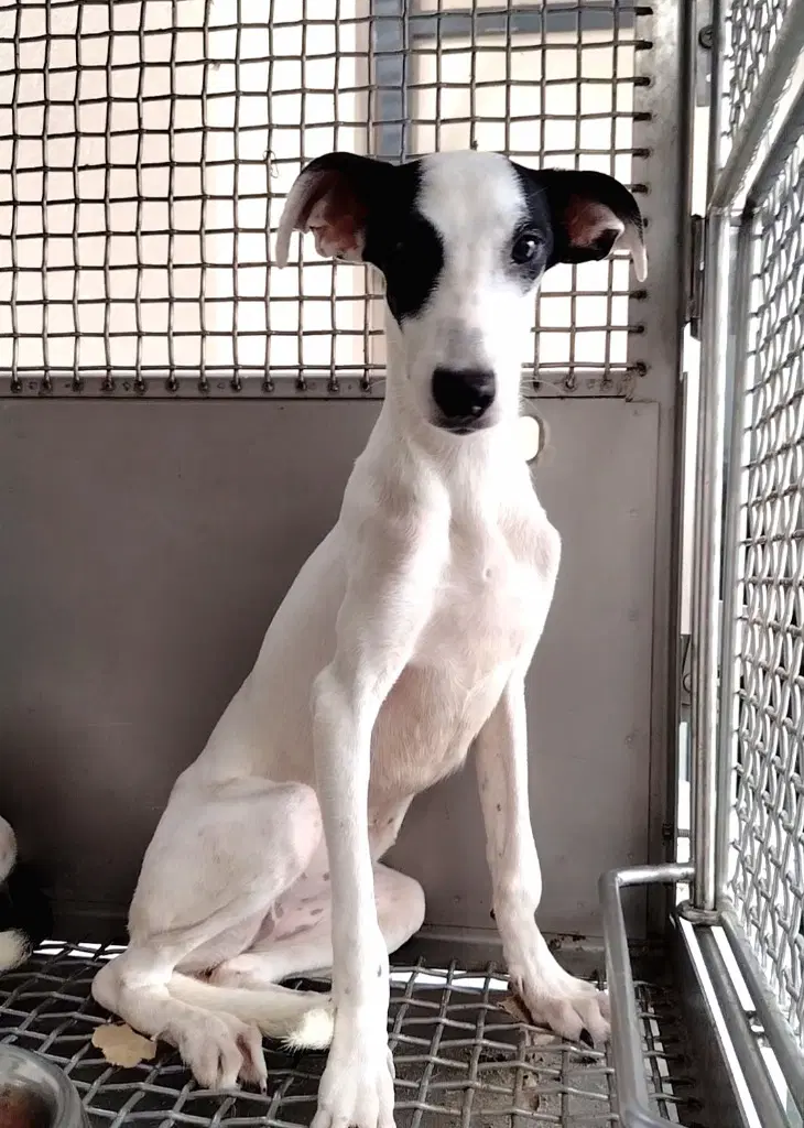 Mapi - Italian Greyhound