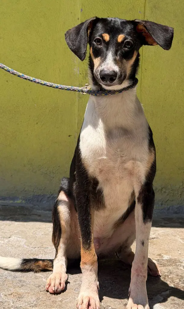 Gasper - Entlebucher