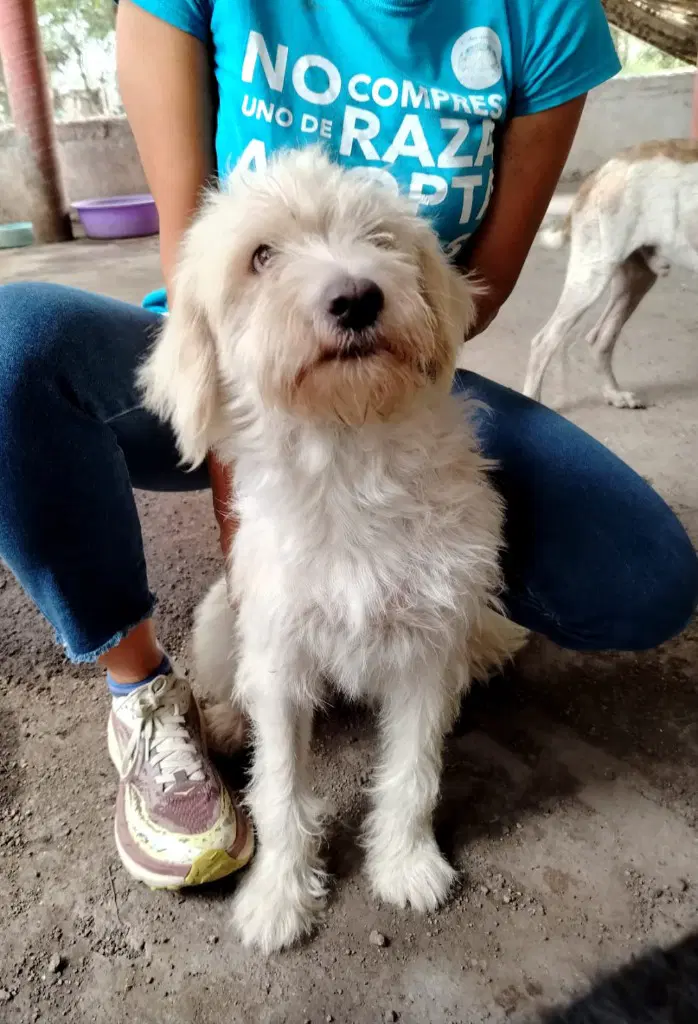 Pelusa - Wheaten Terrier
