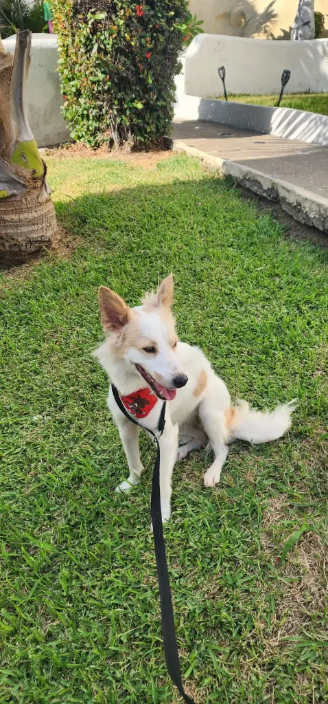 Zorrita image 2