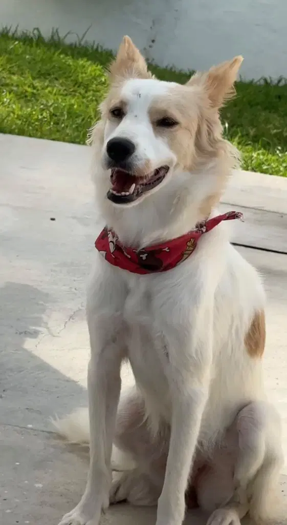 Zorrita - Spaniel