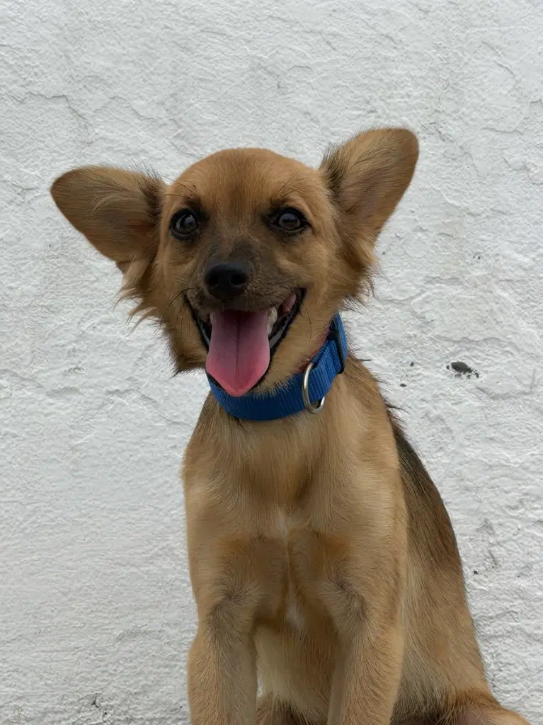 Dorita - Chihuahua