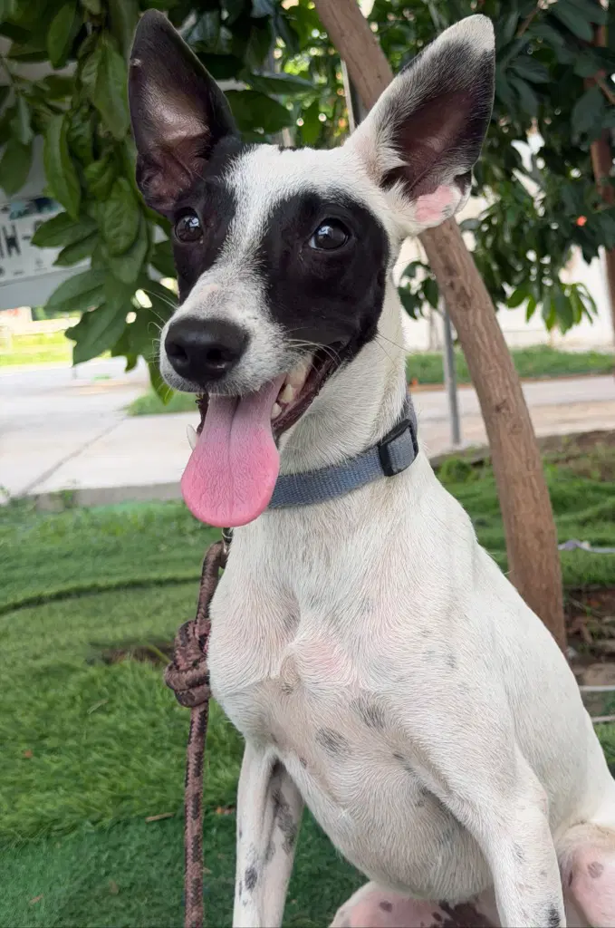 Raccoon - Whippet