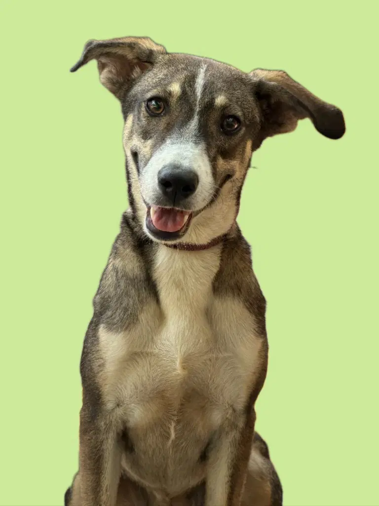 Chispa - Foxhound